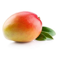 MANGO KENT (1SZT.) IMPORT - EKO